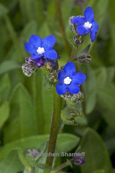 anchusa capensis 4 graphic